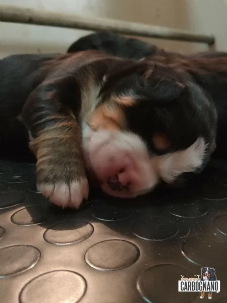 Cuccioli di BOVARO DEL BERNESE con Pedigree | Foto 0