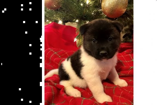 cuccioli di akita inu regalo