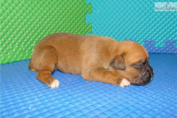 regalo abbiamo disponibili cuccioli di boxer maschietti e femminucce. 