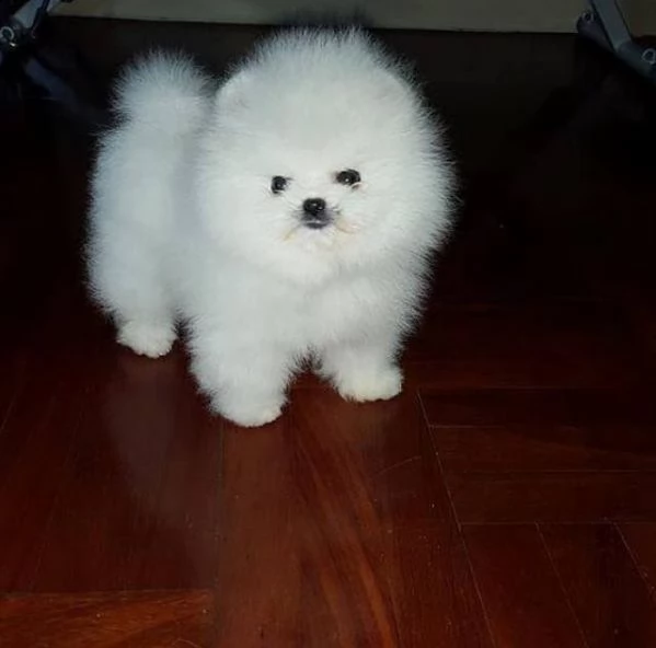 piccolo cucciolo di pomerania coccolone | Foto 3