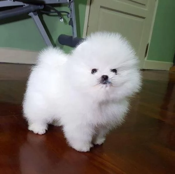 piccolo cucciolo di pomerania coccolone | Foto 0