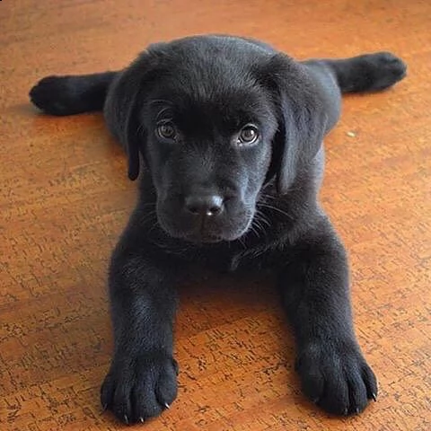  regalo labrador cuccioli disponibili  labrador cuccioli disponibili stiamo annunciando al pubblico 