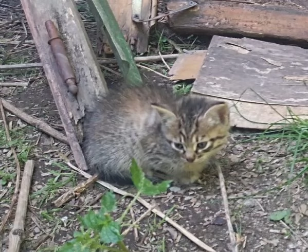 Gattine tigrata e bianca e tigrata di 2 mesi  | Foto 0