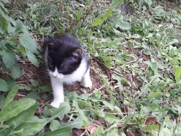 Regalo 2 gattini maschi di 2 mesi  | Foto 0