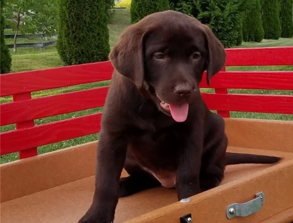 labrador chocolate maschi e femmina | Foto 1