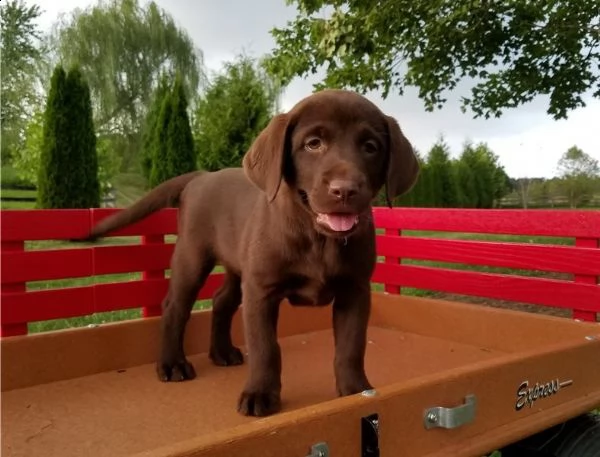 labrador chocolate maschi e femmina | Foto 0