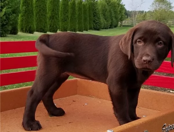 labrador chocolate maschi e femmina