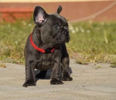 vendita bouledogue francese | Foto 0