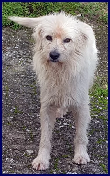 URGENTE ADOZIONE O STALLO PER GRINGO SIMIL TERRIERINO 2 ANNI, VIVE IN STRADA ESPOSTO A TUTTI I PERIC | Foto 3