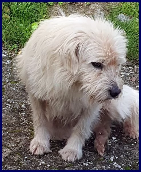 URGENTE ADOZIONE O STALLO PER GRINGO SIMIL TERRIERINO 2 ANNI, VIVE IN STRADA ESPOSTO A TUTTI I PERIC | Foto 1