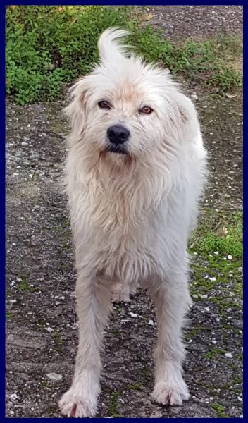 URGENTE ADOZIONE O STALLO PER GRINGO SIMIL TERRIERINO 2 ANNI, VIVE IN STRADA ESPOSTO A TUTTI I PERIC | Foto 0