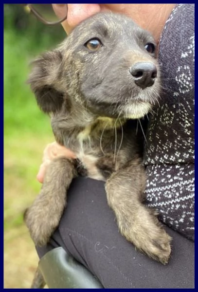 ARMENIA CUCCIOLINA 3 MESI, ARRIVATA DA NOI SENZA UN PELO ED [hidden] STA BENE E ASPETTA UNA M | Foto 6