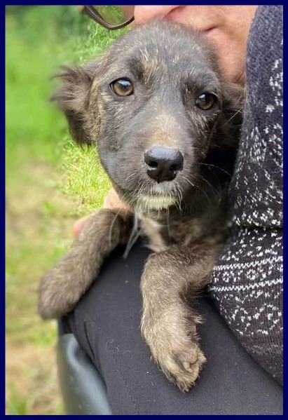 ARMENIA CUCCIOLINA 3 MESI, ARRIVATA DA NOI SENZA UN PELO ED [hidden] STA BENE E ASPETTA UNA M | Foto 2