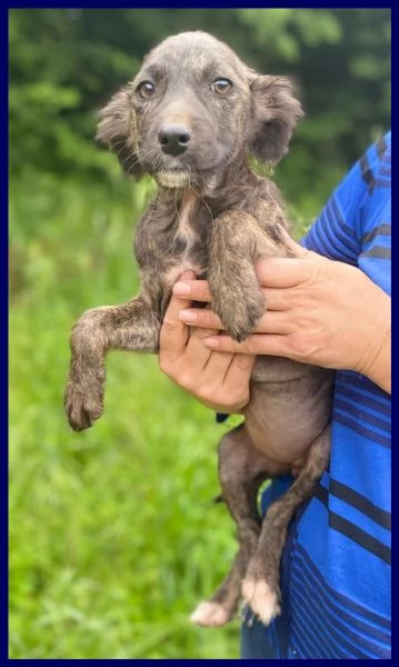 ARMENIA CUCCIOLINA 3 MESI, ARRIVATA DA NOI SENZA UN PELO ED [hidden] STA BENE E ASPETTA UNA M | Foto 1