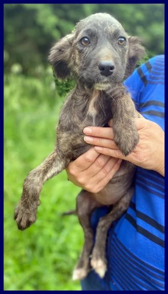 ARMENIA CUCCIOLINA 3 MESI, ARRIVATA DA NOI SENZA UN PELO ED [hidden] STA BENE E ASPETTA UNA M | Foto 0