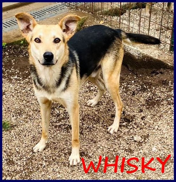 WHISKY SIMIL LUPETTO 3 ANNI, BELLO E PIENO DI VITA, ADATTO A CHIUNQUE, ANCHE AI BAMBINI!