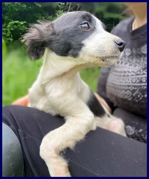 PRIMULA CUCCIOLINA 3 MESI TG PICCOLA, SOTTRATTA A MALTRATTAMENTI, ADORA I GRATTINI ED ASPETTA UNA BE | Foto 6