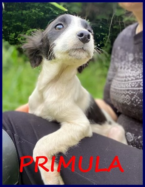 PRIMULA CUCCIOLINA 3 MESI TG PICCOLA, SOTTRATTA A MALTRATTAMENTI, ADORA I GRATTINI ED ASPETTA UNA BE