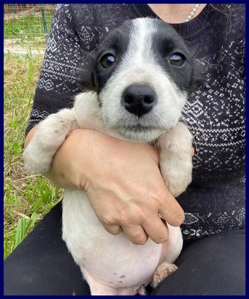 PRIMULA CUCCIOLINA 3 MESI TG PICCOLA, SOTTRATTA A MALTRATTAMENTI, ADORA I GRATTINI ED ASPETTA UNA BE | Foto 5