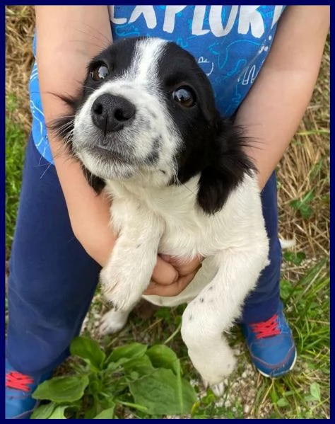 PRIMULA CUCCIOLINA 3 MESI TG PICCOLA, SOTTRATTA A MALTRATTAMENTI, ADORA I GRATTINI ED ASPETTA UNA BE | Foto 4