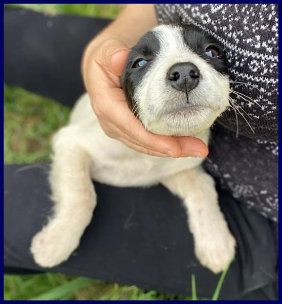 PRIMULA CUCCIOLINA 3 MESI TG PICCOLA, SOTTRATTA A MALTRATTAMENTI, ADORA I GRATTINI ED ASPETTA UNA BE | Foto 2