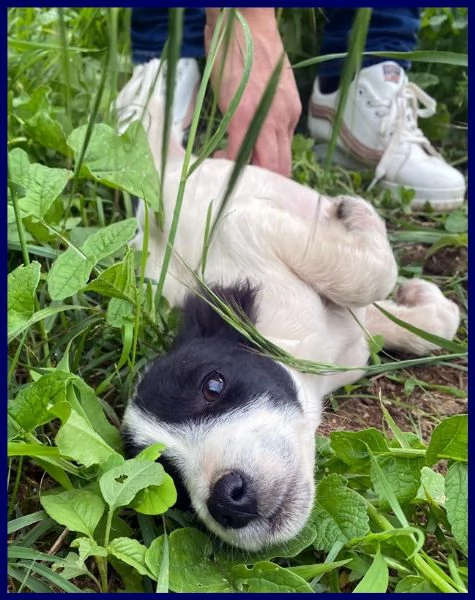 PRIMULA CUCCIOLINA 3 MESI TG PICCOLA, SOTTRATTA A MALTRATTAMENTI, ADORA I GRATTINI ED ASPETTA UNA BE | Foto 0