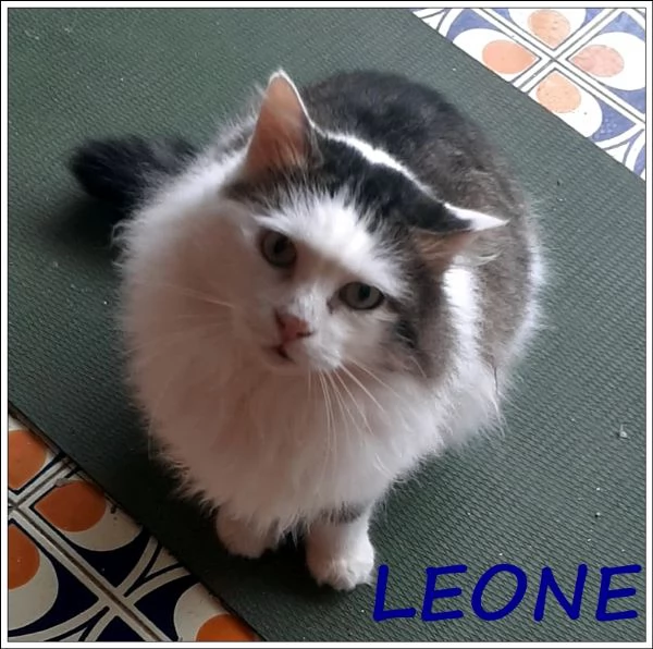 LEONE MERAVIGLIOSO GATTONE A PELO SEMILUNGO 2 ANNI, RECUPERATO INVESTITO DALLA STRADA ORA STA BENE E