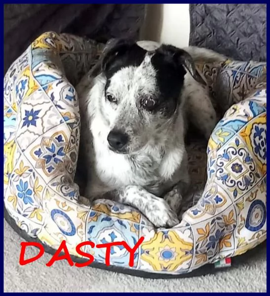 DASTY, 11 ANNI, 11 KG, SOFFRE TROPPO LA SOLITUDINE E CERCA UNA NUOVA FAMIGLIA PER UNA VITA NUOVA!