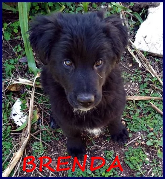 BRENDA, CUCCIOLA 3 MESI, UNA MERAVIGLIA IN CERCA DI UNA MAMMA DA AMARE!