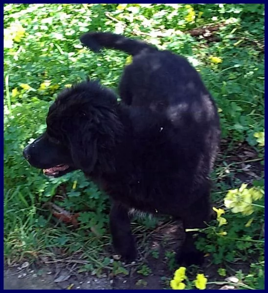 BRENDA, CUCCIOLA 3 MESI, UNA MERAVIGLIA IN CERCA DI UNA MAMMA DA AMARE! | Foto 0