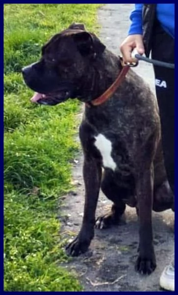 TYSON MIX PITBULL-AMSTAFF 2 ANNI, MUORE LA SUA MAMMA UMANA ED I PARENTI NON VOGLIONO SAPERNE DI LUI, | Foto 1