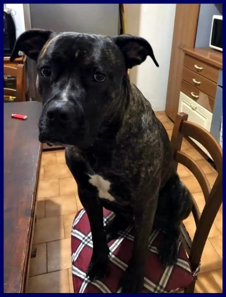 TYSON MIX PITBULL-AMSTAFF 2 ANNI, MUORE LA SUA MAMMA UMANA ED I PARENTI NON VOGLIONO SAPERNE DI LUI, | Foto 0