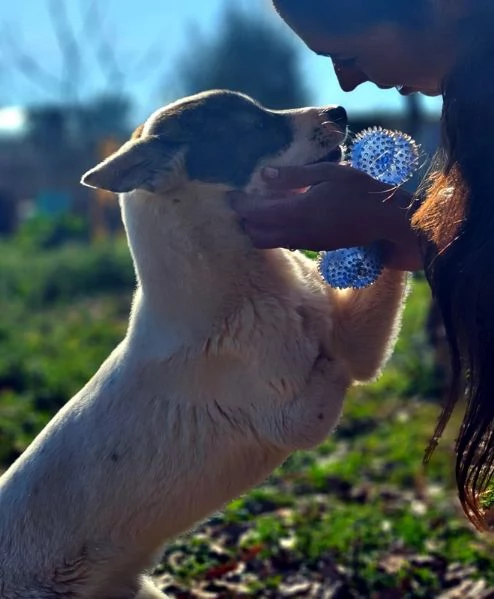 ADOZIONE URGENTE PER MUFFIN CUCCIOLONE 1 ANNO, TRIPODINO COCCOLONE E PIENO DI VITA CERCA FAMIGLIA! | Foto 2