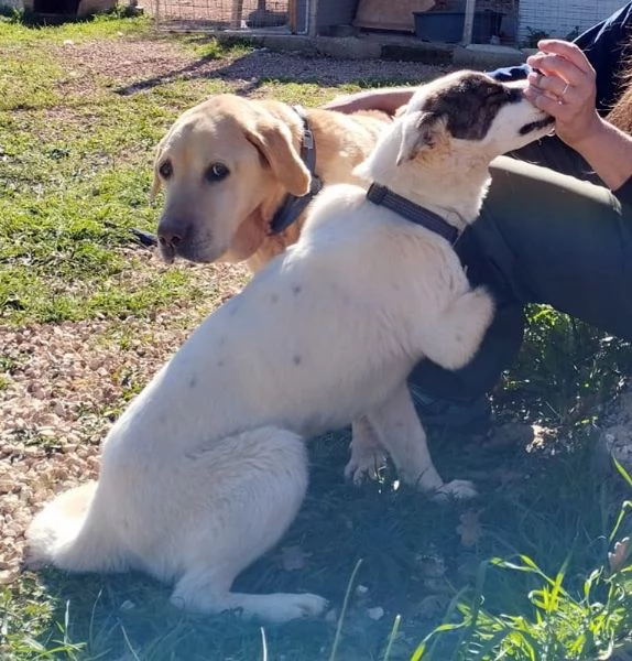 ADOZIONE URGENTE PER MUFFIN CUCCIOLONE 1 ANNO, TRIPODINO COCCOLONE E PIENO DI VITA CERCA FAMIGLIA! | Foto 1