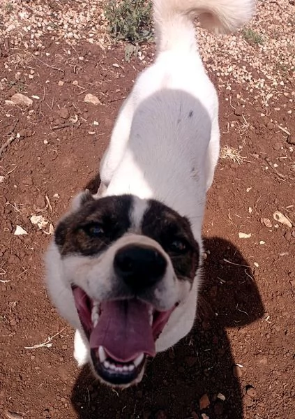 ADOZIONE URGENTE PER MUFFIN CUCCIOLONE 1 ANNO, TRIPODINO COCCOLONE E PIENO DI VITA CERCA FAMIGLIA! | Foto 0