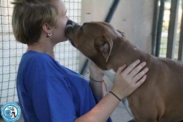  aldo, amstaff di 2 anni, buono un pò irruento... | Foto 3