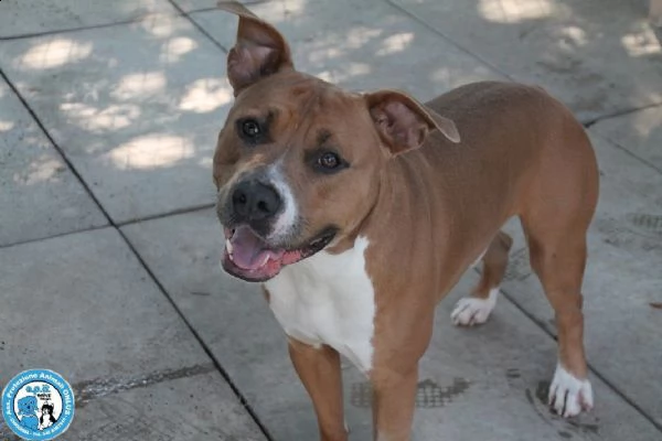  aldo, amstaff di 2 anni, buono un pò irruento... | Foto 2