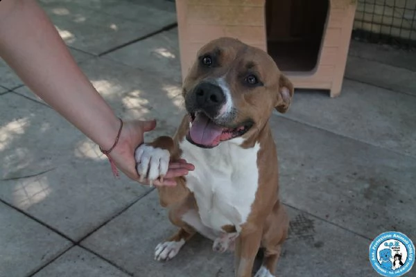  aldo, amstaff di 2 anni, buono un pò irruento... | Foto 1