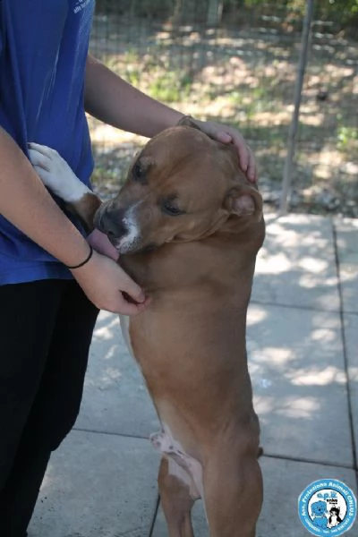  aldo, amstaff di 2 anni, buono un pò irruento... | Foto 0