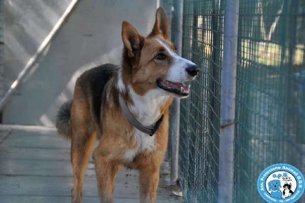 flash, cagnolone diffidente, bisognoso di regole e stabilità..  | Foto 4