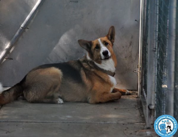 flash, cagnolone diffidente, bisognoso di regole e stabilità..  | Foto 3