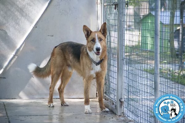 flash, cagnolone diffidente, bisognoso di regole e stabilità.. 