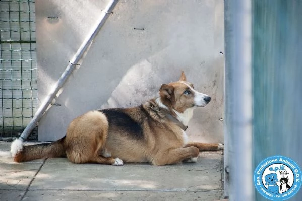 flash, cagnolone diffidente, bisognoso di regole e stabilità..  | Foto 0