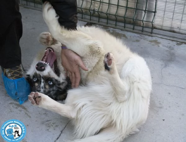 BLUE, maschio incrocio australian, dal carattere esplosivo...  | Foto 4