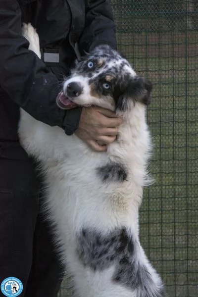 BLUE, maschio incrocio australian, dal carattere esplosivo...  | Foto 3