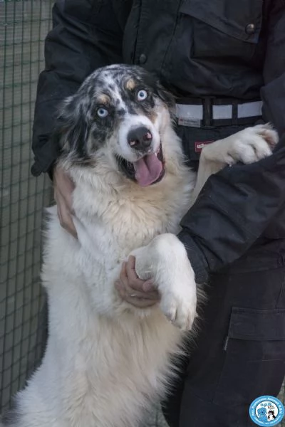 BLUE, maschio incrocio australian, dal carattere esplosivo...  | Foto 0