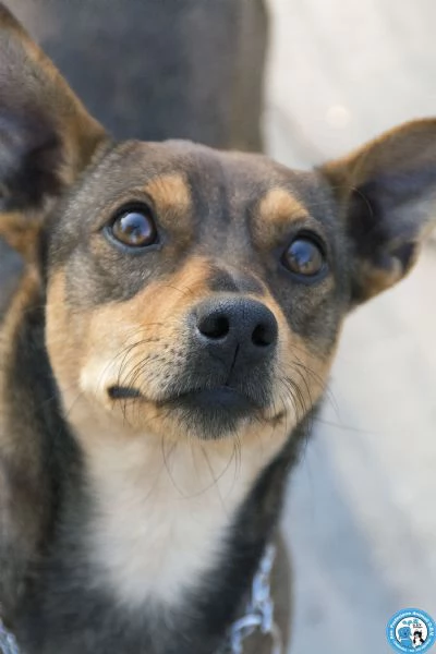 GOLIA, mini cagnolino, diffidente e in cerca d'attenzioni.... 