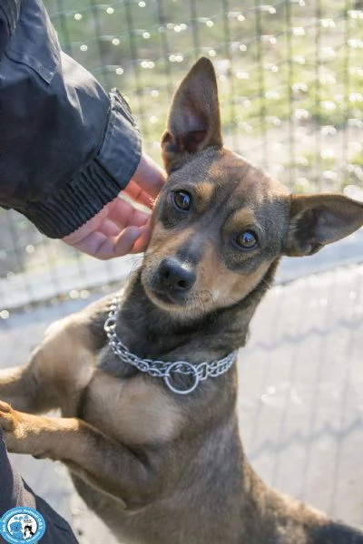 GOLIA, mini cagnolino, diffidente e in cerca d'attenzioni....  | Foto 2