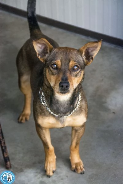 GOLIA, mini cagnolino, diffidente e in cerca d'attenzioni....  | Foto 1