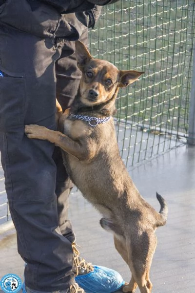 GOLIA, mini cagnolino, diffidente e in cerca d'attenzioni....  | Foto 0